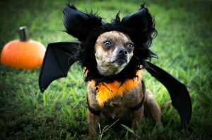 Addie, pet of Erica Olney, was among winners of 2015's pet photo contests.