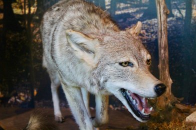 32724966407_03b063bcf5_k